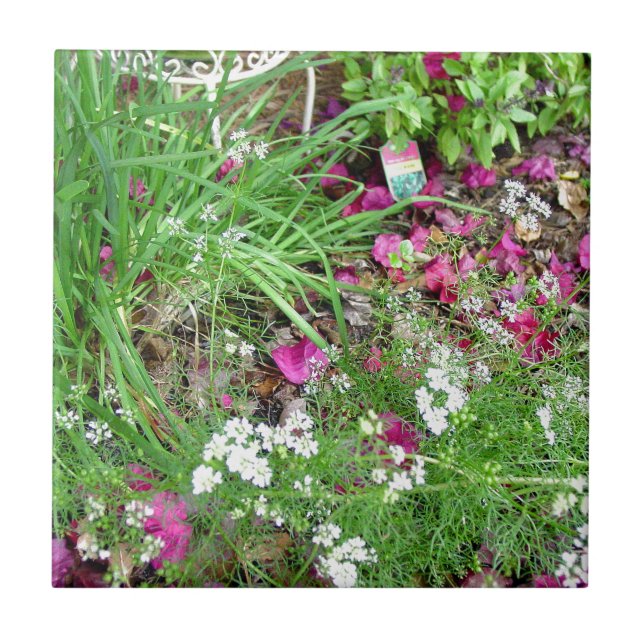 Herb collection chives photograph art tile (Front)