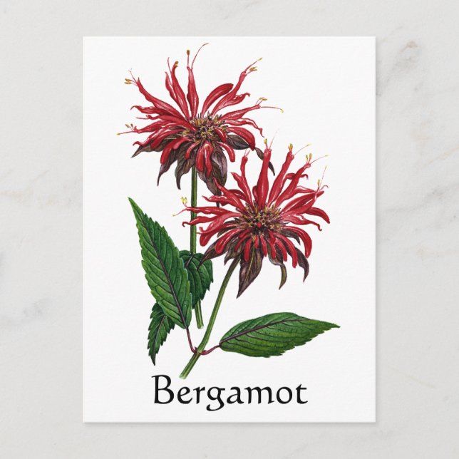 Herb Garden Series - Bergamot Postcard (Front)