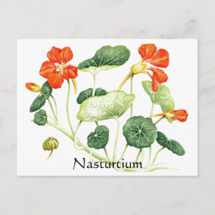 Herb Garden Series - Nasturtium Postcard