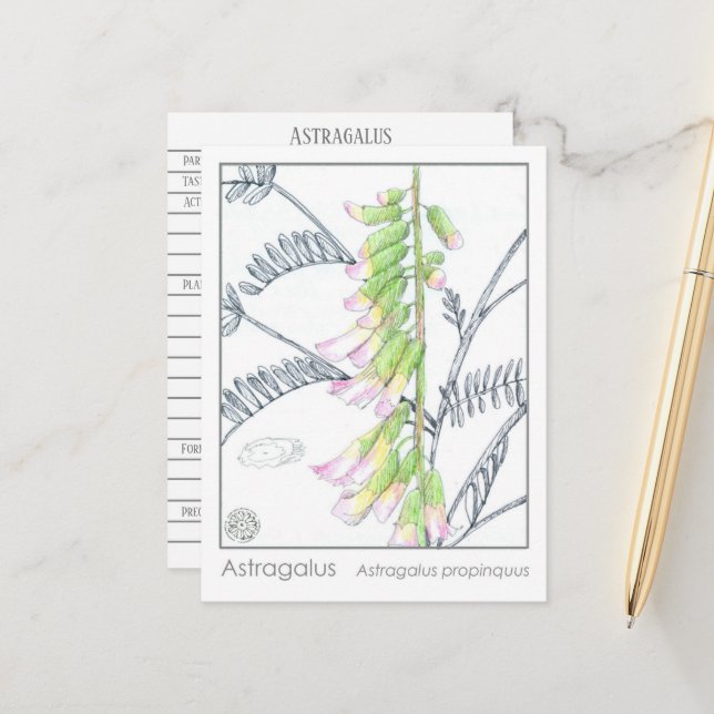 Herb Materia Medica Plants Astragalus Study Card (Front/Back In Situ)