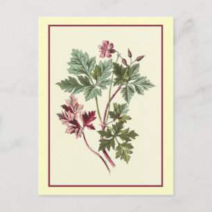 "Herb Robert" Botanical Illustration Postcard