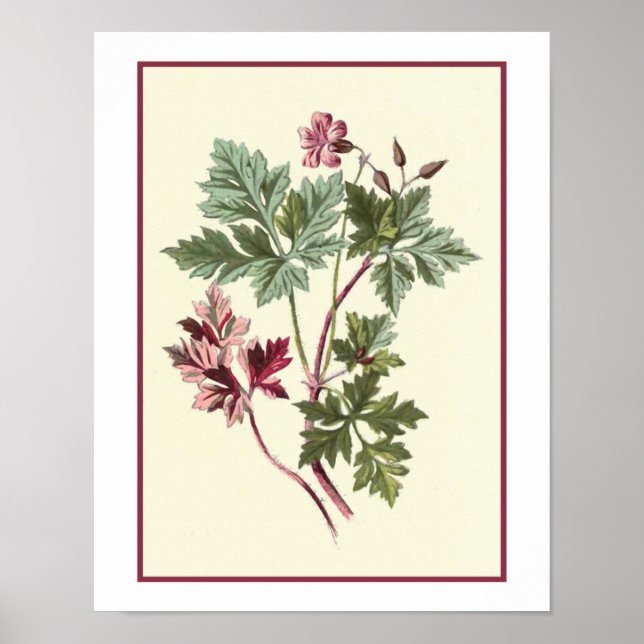 "Herb Robert" Botanical Illustration Poster (Front)