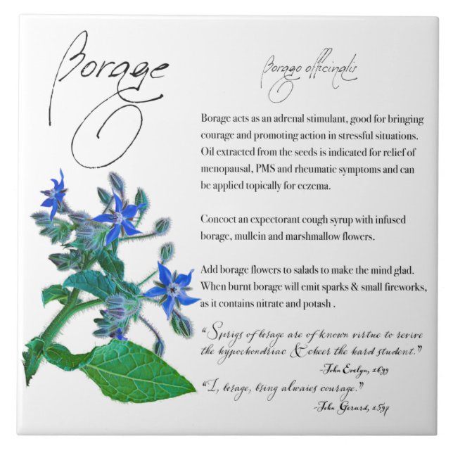 Herbal Apothecary: Borage | Ceramic Tile (Front)