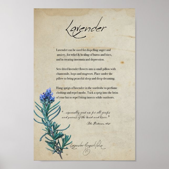 Herbal Apothecary: Lavender | Botanical Poster (Front)