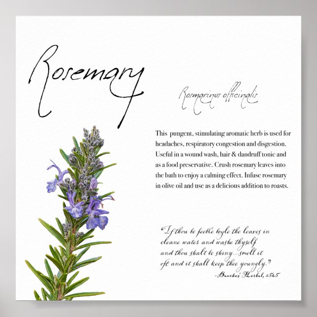 Herbal Apothecary: Rosemary | Botanical Poster (Front)