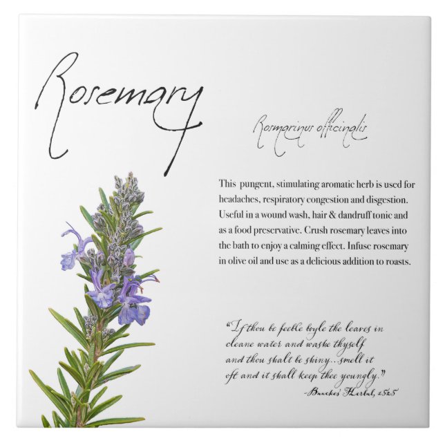 Herbal Apothecary: Rosemary | Botanical Tile (Front)
