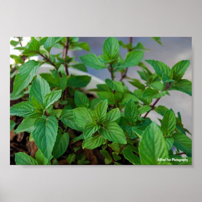 Herbal Mint Plant Poster (Front)