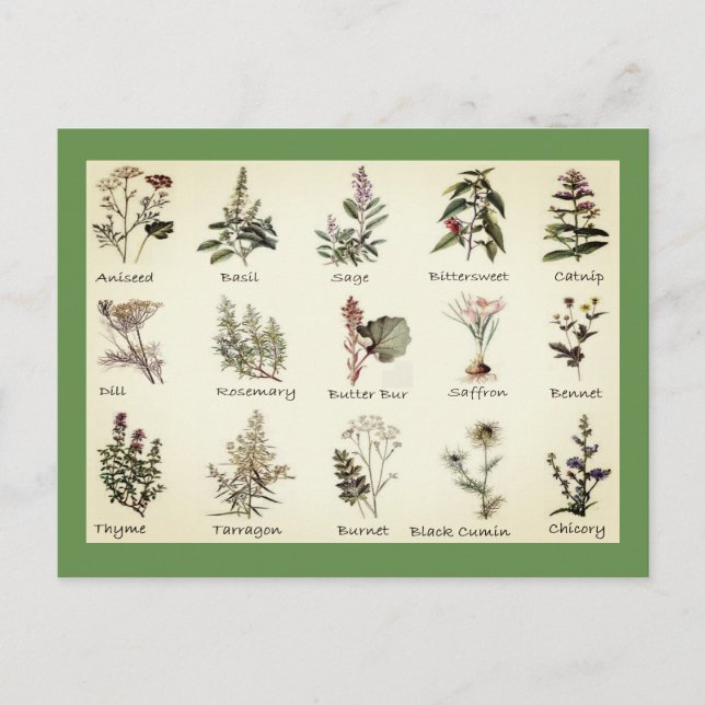 Herbs and Spices full colour illustrations Postcard (Front)