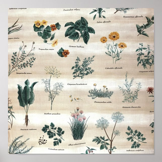 Herbs Plants Flowers Poster (Front)