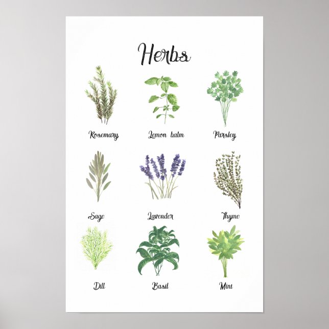 Herbs Watercolor Sage Thyme Rosemary Kitchen  Poster (Front)