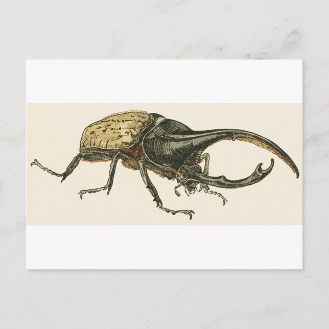 Hercules Beetle Postcard (Front)