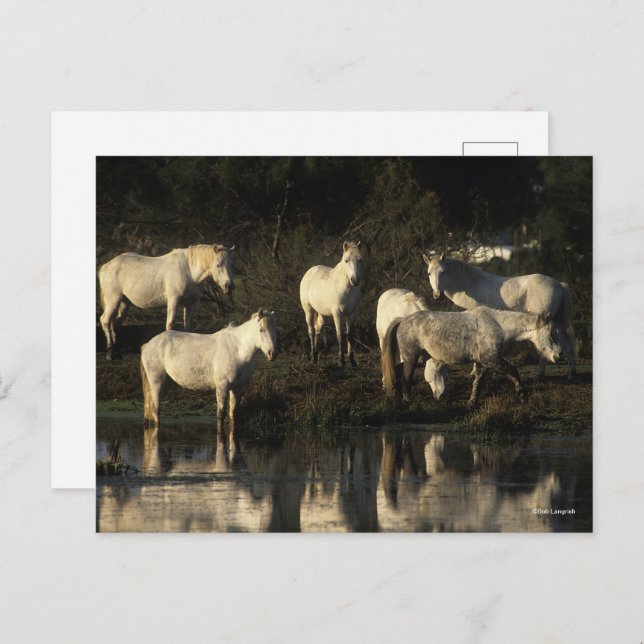 Herd Camargue Ponies Standing In Water Postcard (Front/Back)