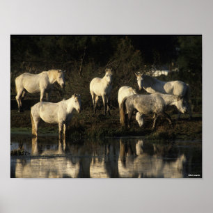 Herd Camargue Ponies Standing In Water Poster