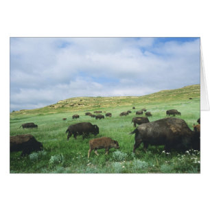 Herd of bison graze prairie grass at Theodore