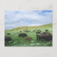 Herd of bison graze prairie grass at Theodore