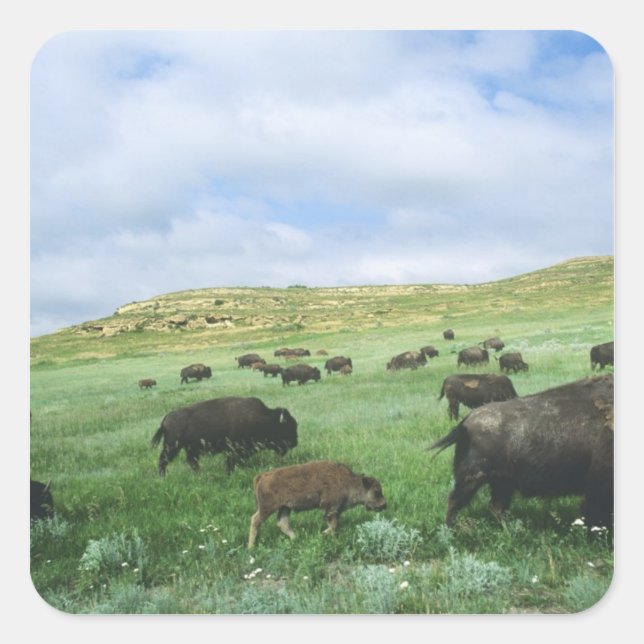 Herd of bison graze prairie grass at Theodore Square Sticker (Front)