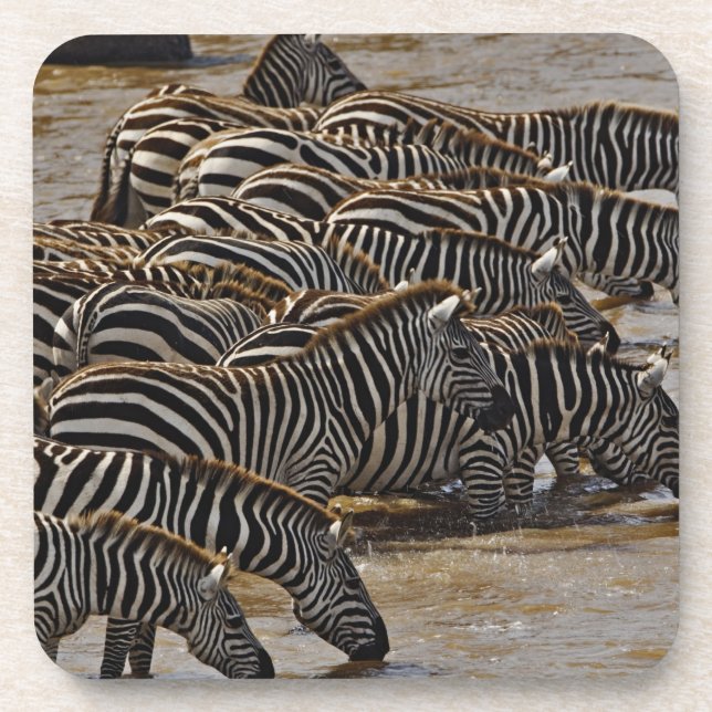 Herd of Burchell's Zebras drinking from Mara Coaster (Front)
