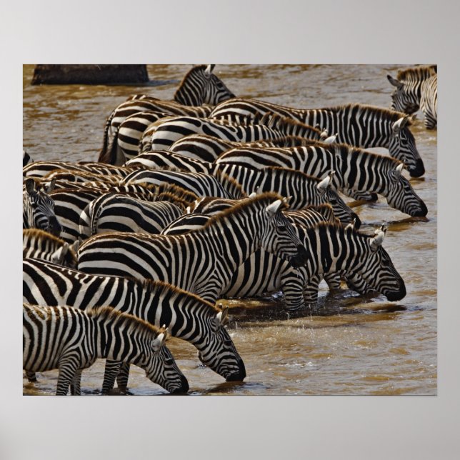 Herd of Burchell's Zebras drinking from Mara Poster (Front)