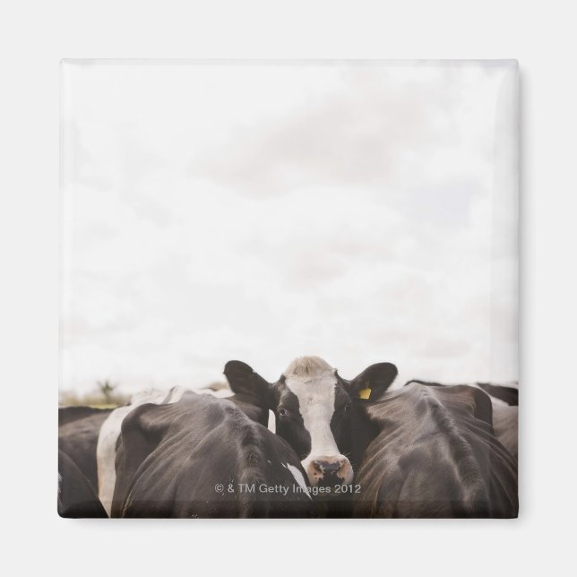 Herd of cattle and overcast sky 2 magnet (Front)