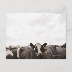 Herd of cattle and overcast sky 2 postcard