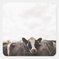 Herd of cattle and overcast sky 2