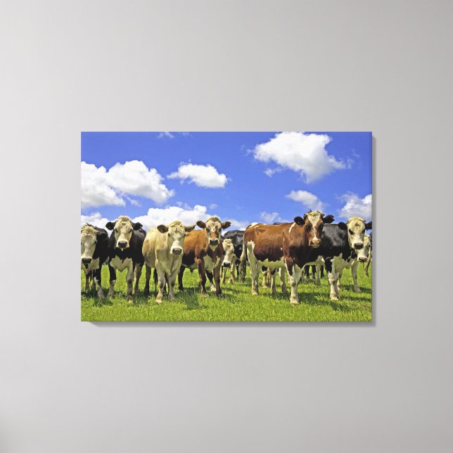 Herd of cattle and overcast sky canvas print (Front)