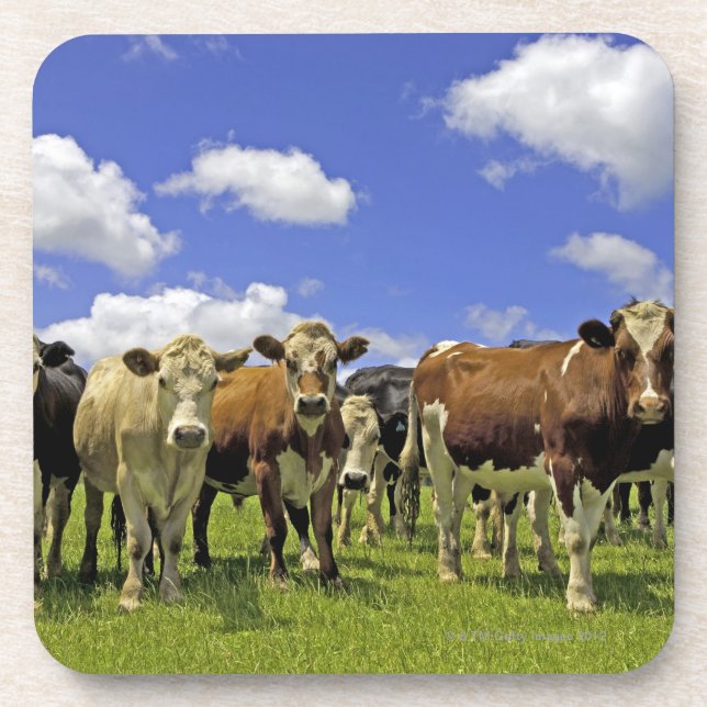 Herd of cattle and overcast sky coaster (Front)