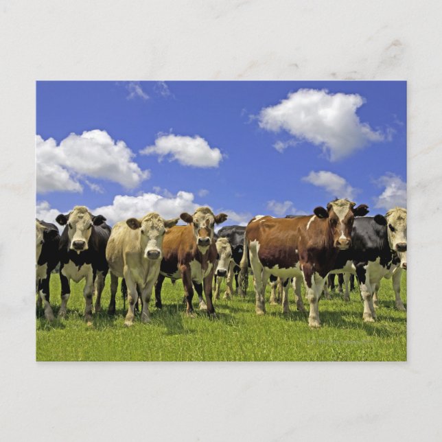 Herd of cattle and overcast sky postcard (Front)