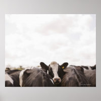 Herd of cattle and overcast sky