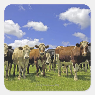 Herd of cattle and overcast sky square sticker
