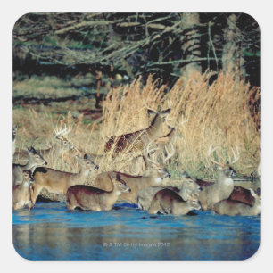 Herd of deer 2 square sticker