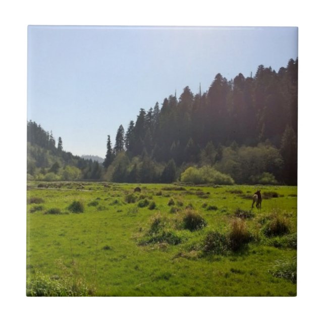 Herd of Deer in a Big Beautiful Forest Clearing Tile (Front)