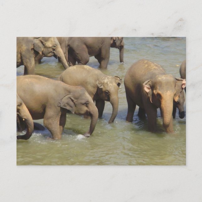 Herd of Elephants Postcard (Front)