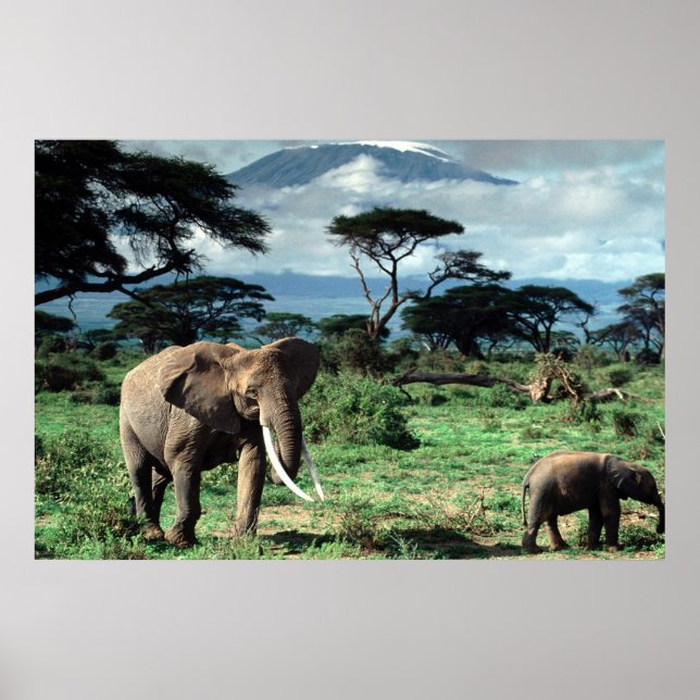 Herd of Elephants poster (Front)