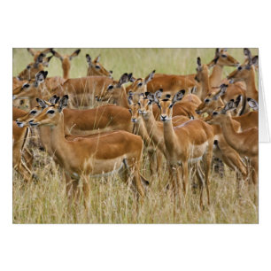 Herd of female Impala, Masai Mara, Kenya.