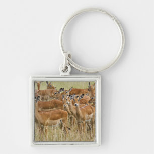 Herd of female Impala, Masai Mara, Kenya. Key Ring