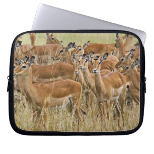 Herd of female Impala, Masai Mara, Kenya. Laptop Sleeve