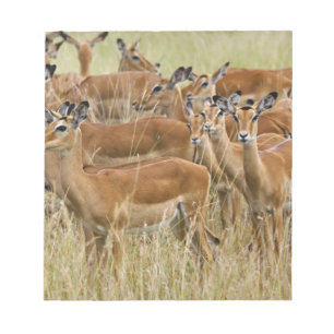 Herd of female Impala, Masai Mara, Kenya. Notepad