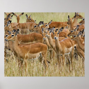 Herd of female Impala, Masai Mara, Kenya. Poster