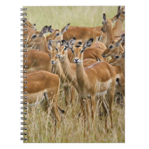 Herd of female Impala, Masai Mara, Kenya. Spiral Notebook