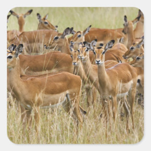 Herd of female Impala, Masai Mara, Kenya. Square Sticker
