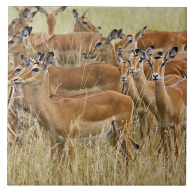 Herd of female Impala, Masai Mara, Kenya. Tile (Front)
