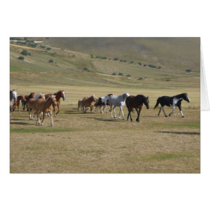 Herd of Horses