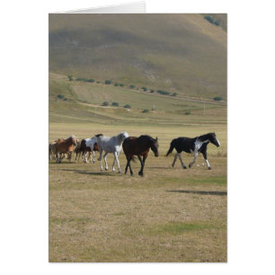 Herd of Horses