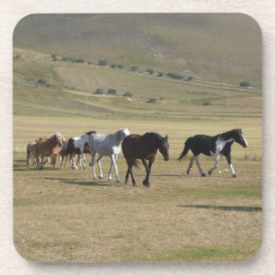 Herd of Horses Coaster