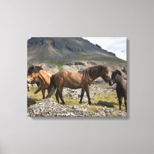 Herd Of Horses, Near Hofn, Iceland Canvas Print