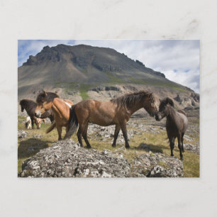 Herd Of Horses, Near Hofn, Iceland Postcard