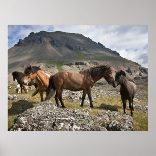 Herd Of Horses, Near Hofn, Iceland Poster