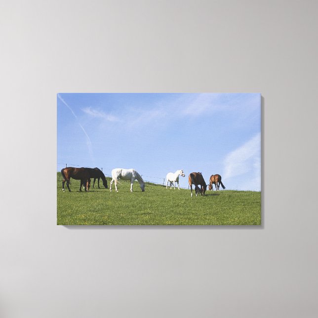 herd of horses on meadow canvas print (Front)