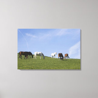 herd of horses on meadow canvas print